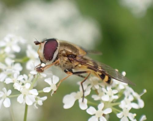 Réf. 295 484 : Syrphus vitripennis